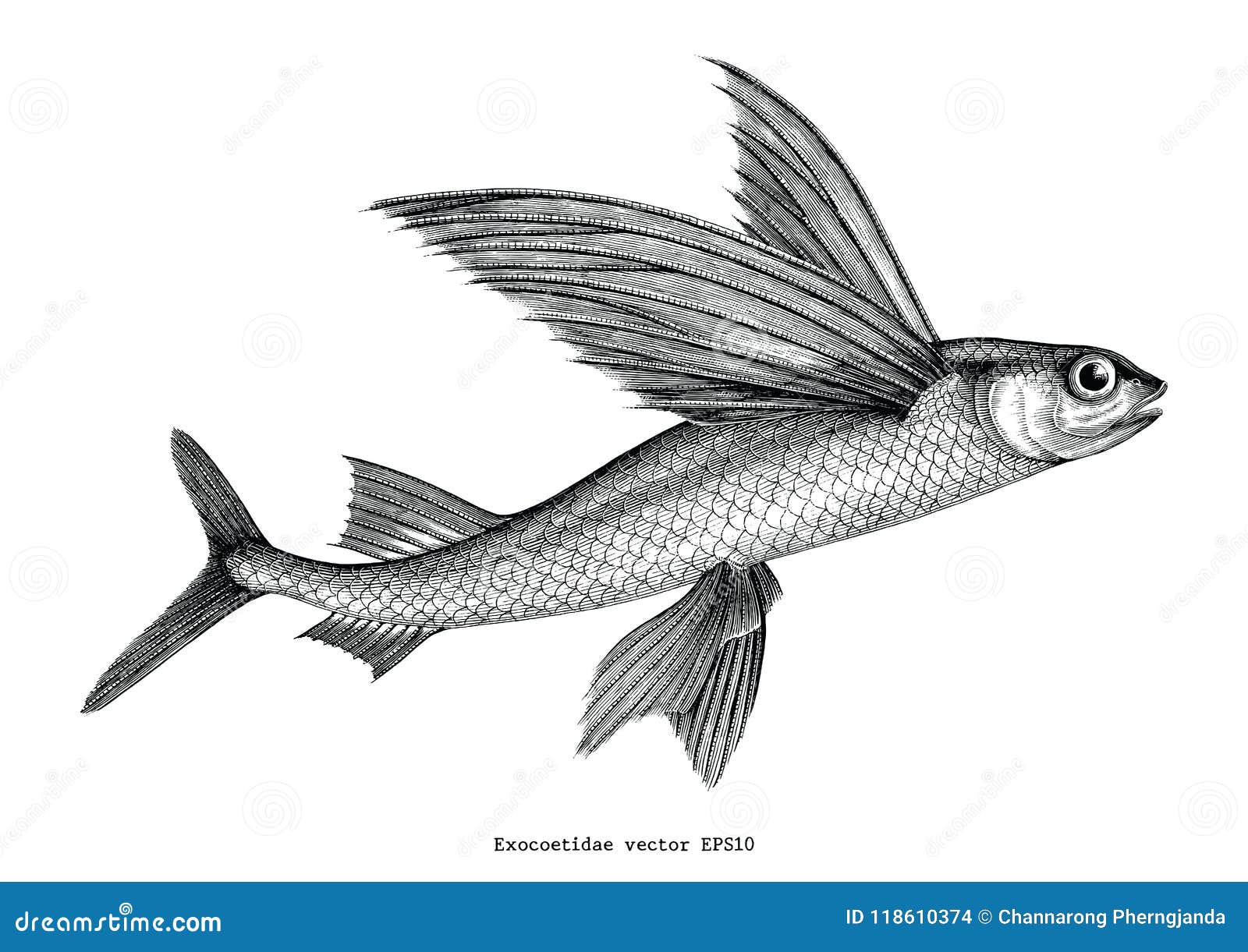https://thumbs.dreamstime.com/z/exocoetidae-flying-fish-hand-drawing-vintage-engraving-illust-exocoetidae-flying-fish-hand-drawing-vintage-engraving-118610374.jpg