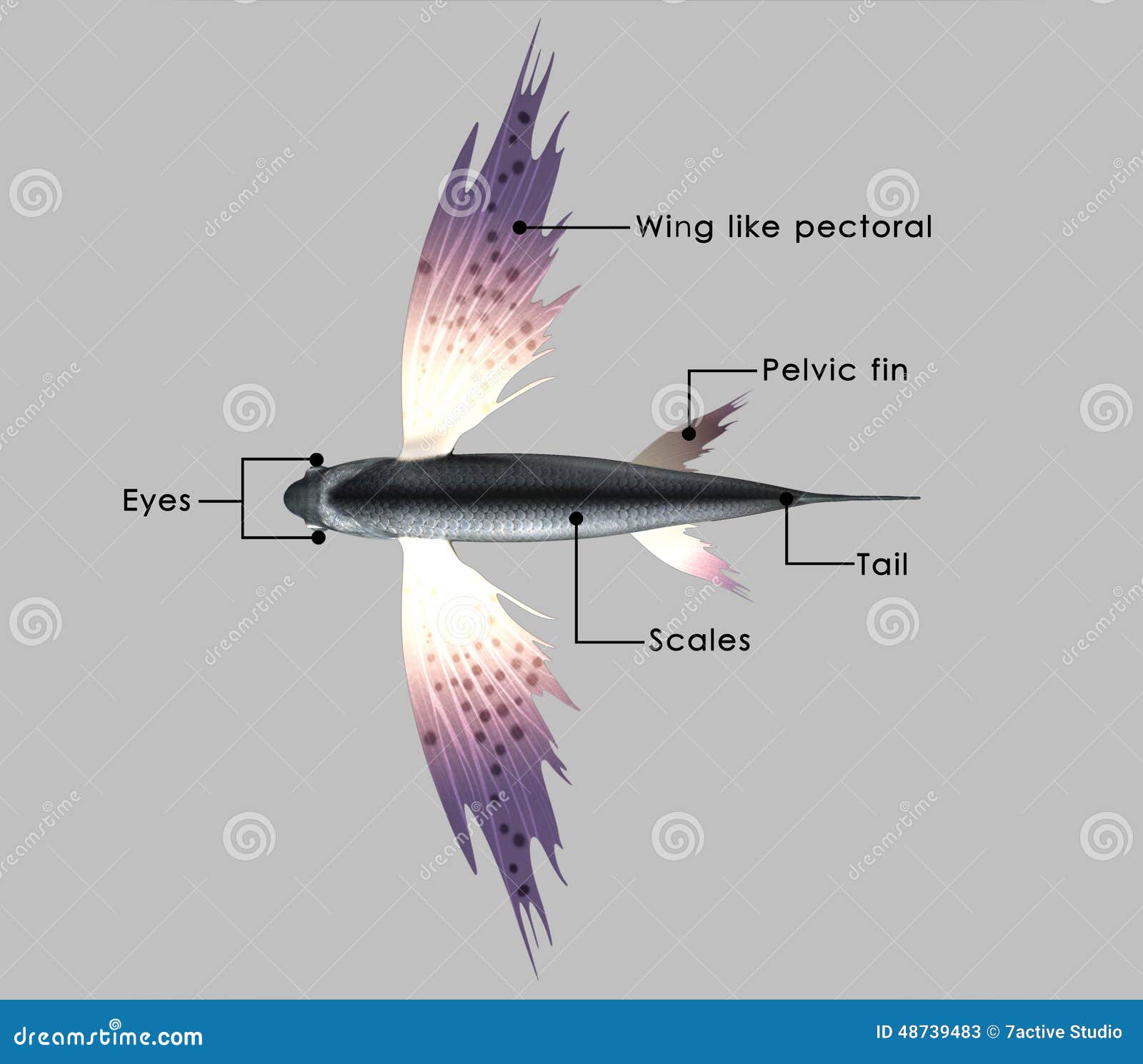 Exocoetus (flying fish) stock illustration. Illustration of black