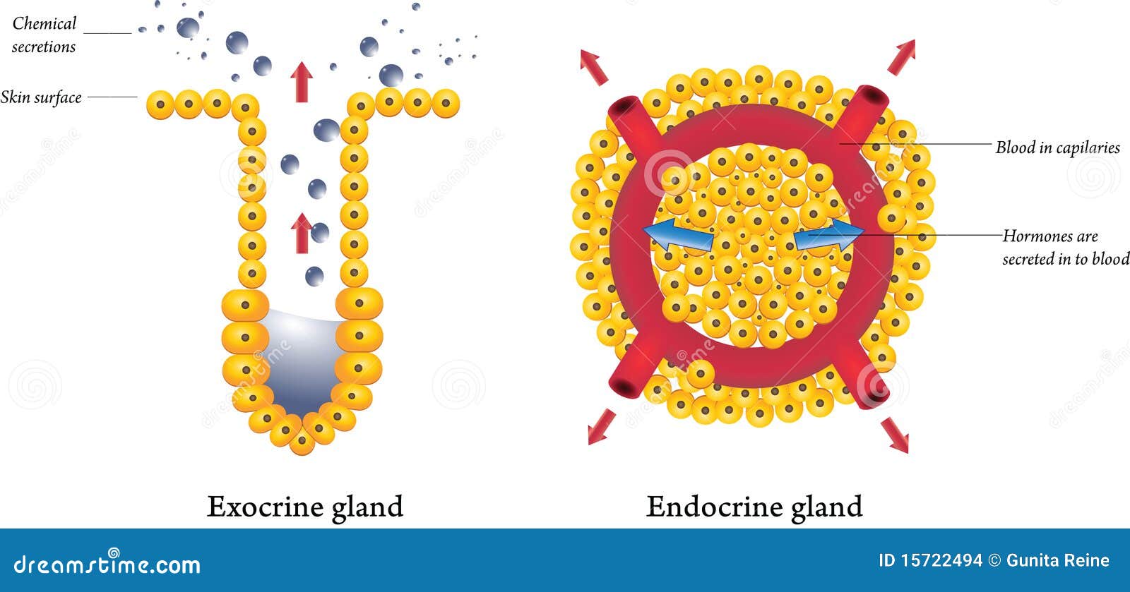 Exocrine And Endocrine Glands Stock Vector - Illustration of apical