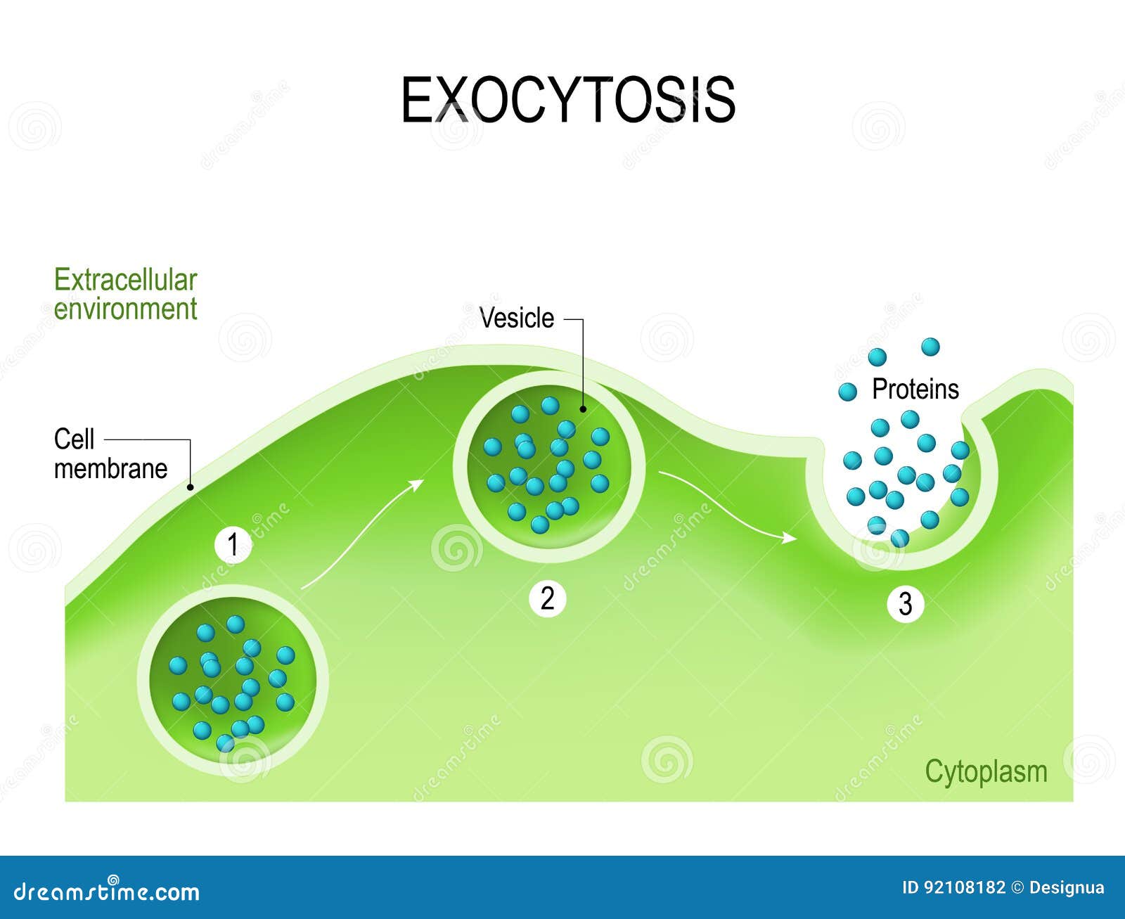 Exocytosis Stock Vector Illustration Of Diagram Biology Exocytosis Stock Vector Illustration Of Diagram Biology