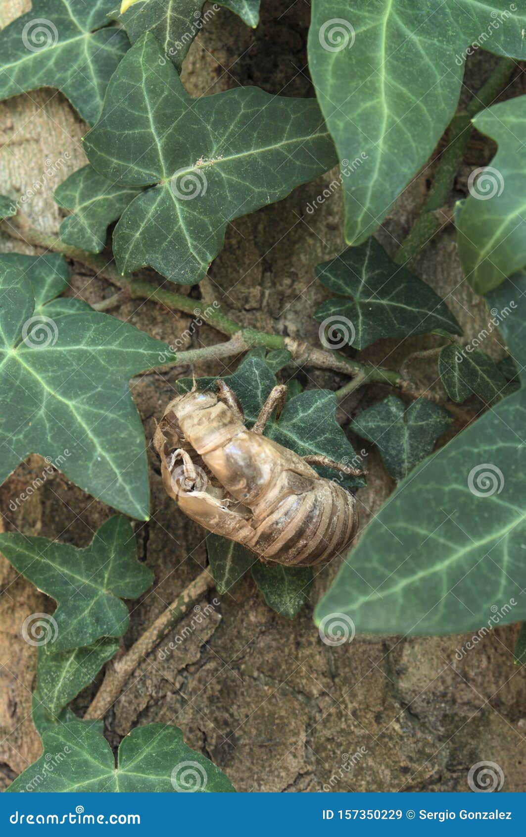 exoskeleton of cicadidae attached to a leaf