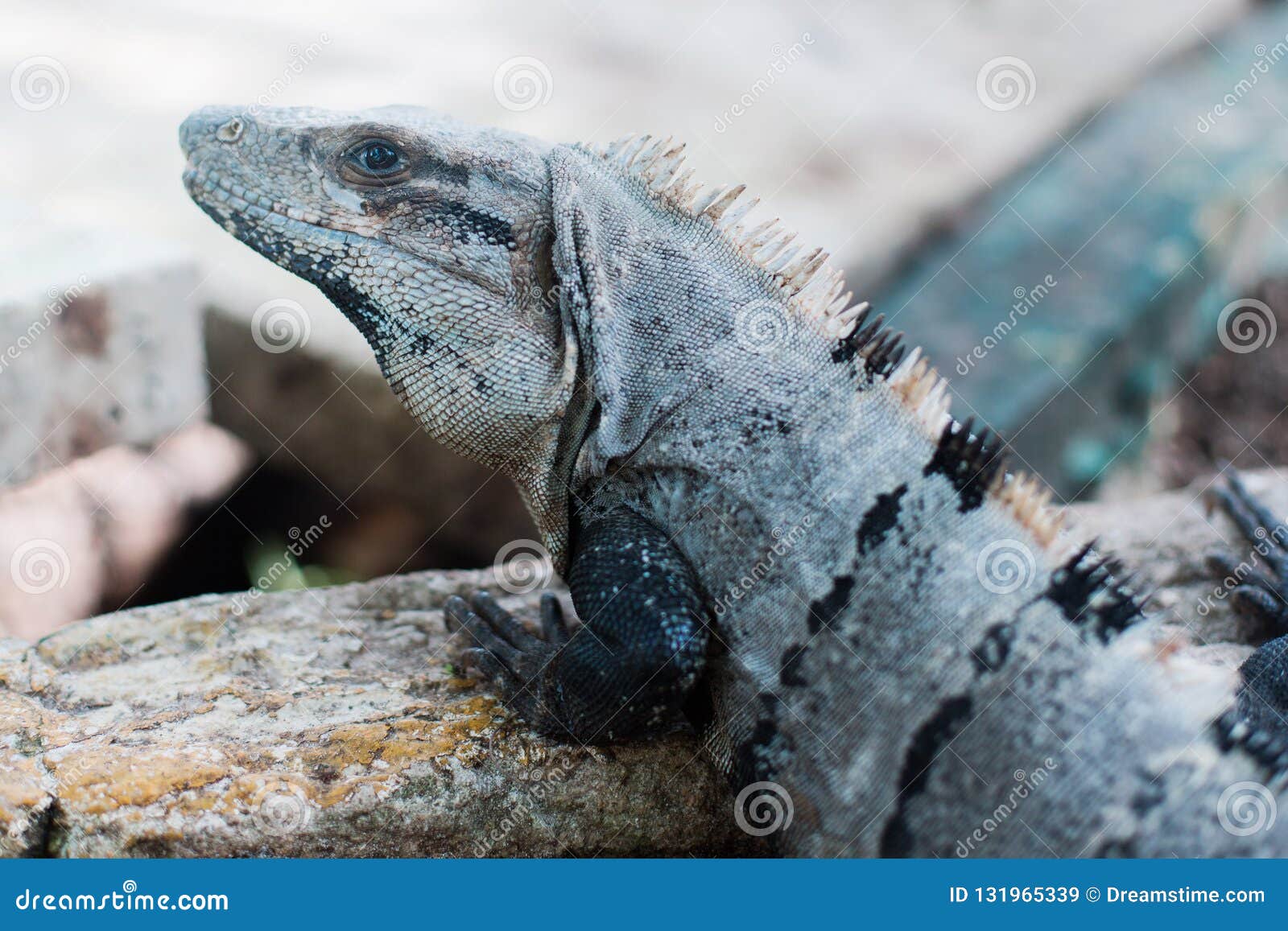 Bearded Iguana Resting on the Beach of Cuba Stock Image - Image of ...