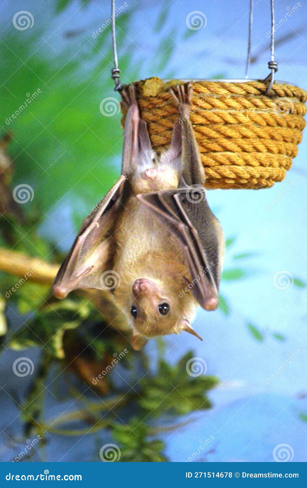 Bat in nature stock photo. Image of biology, wild, animals 271514678