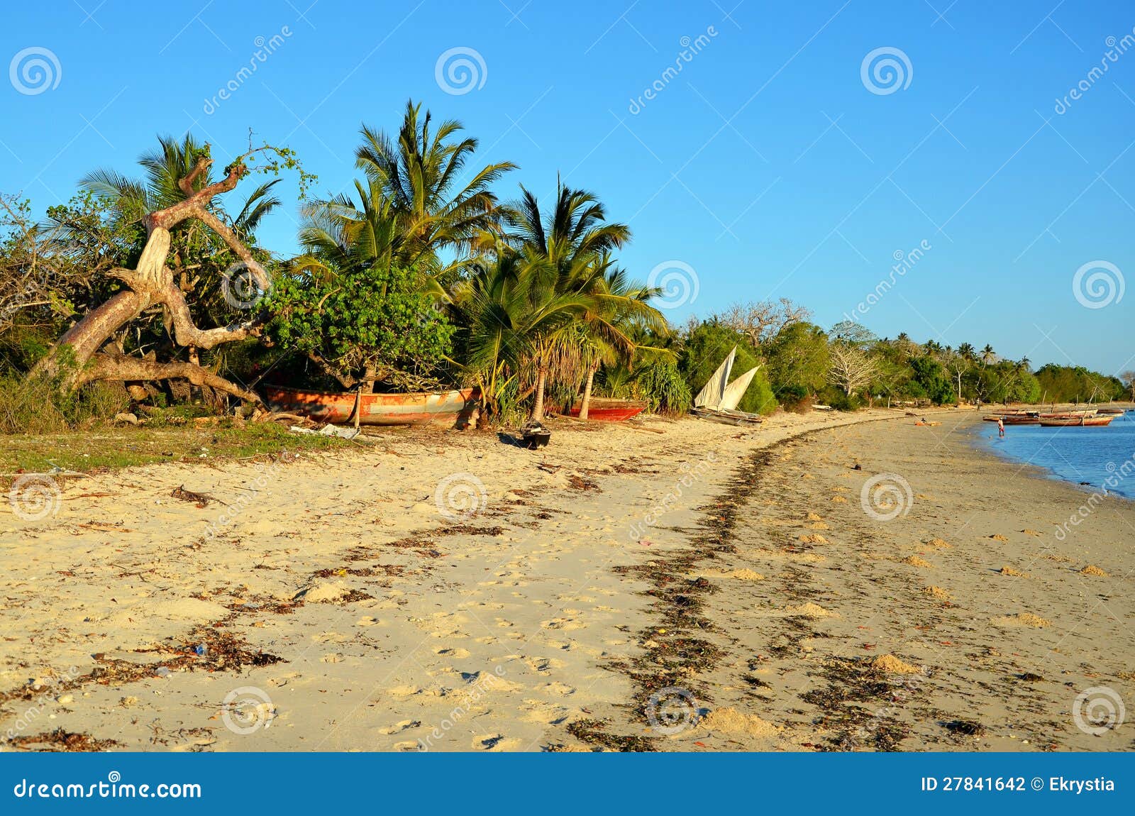 Exotic Beach in Zanzibar, Tanzania Stock Photo Image of beach, bush