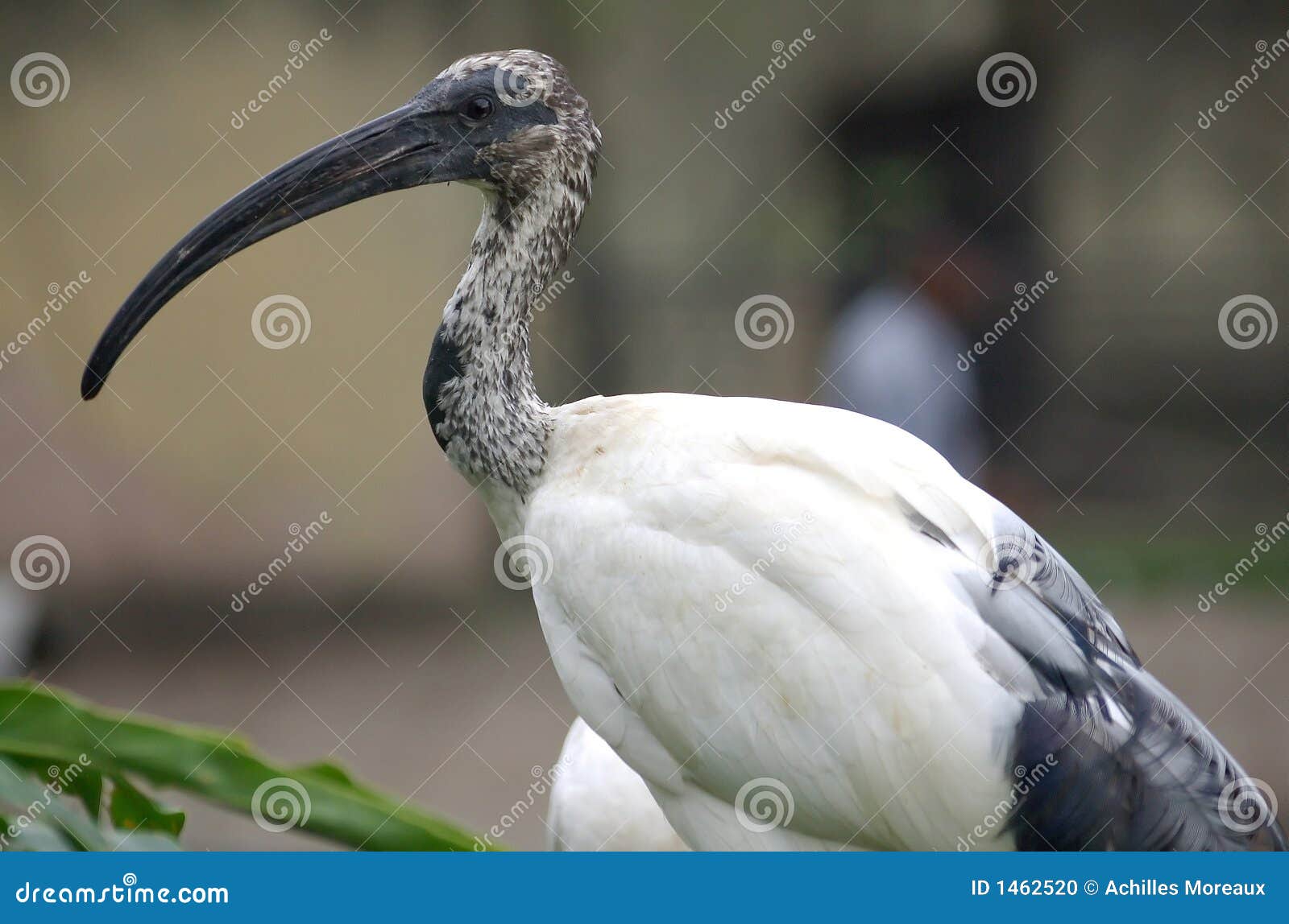 Exotic Bird With Long Tail. Resplendent Quetzal, Pharomachrus Mocinno