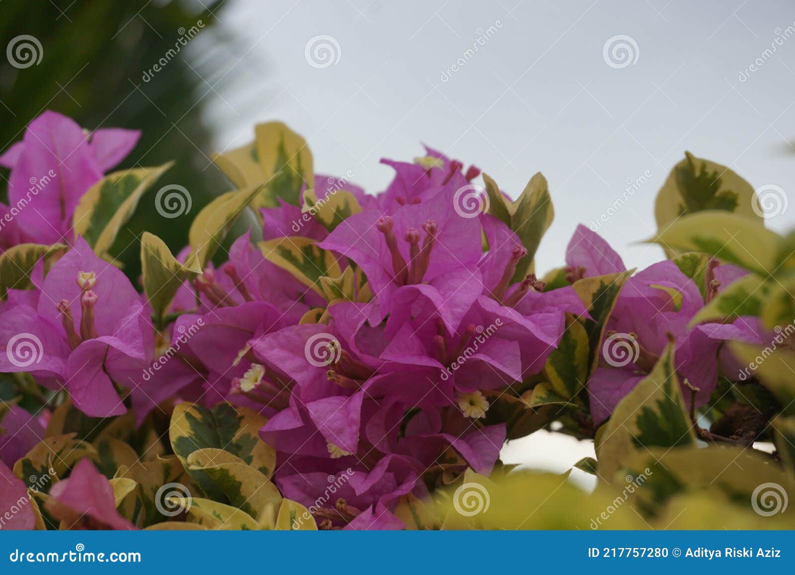 the exotic bougainvillea flower in nature