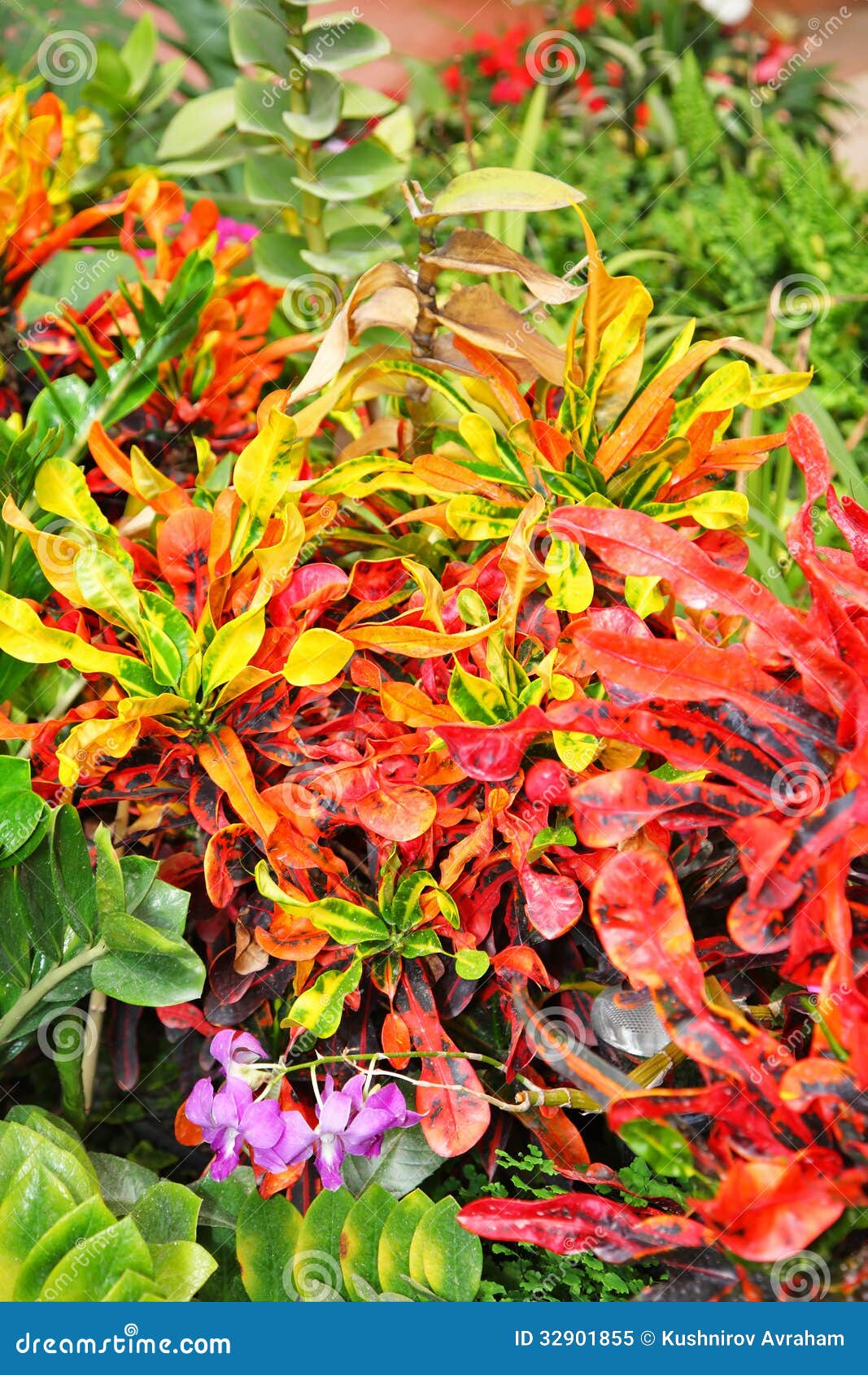 Exotic Bright Plants in Park Stock Image Image of climate