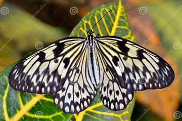 Exotic butterfly stock photo. Image of leaf, meadow, detail - 24918626