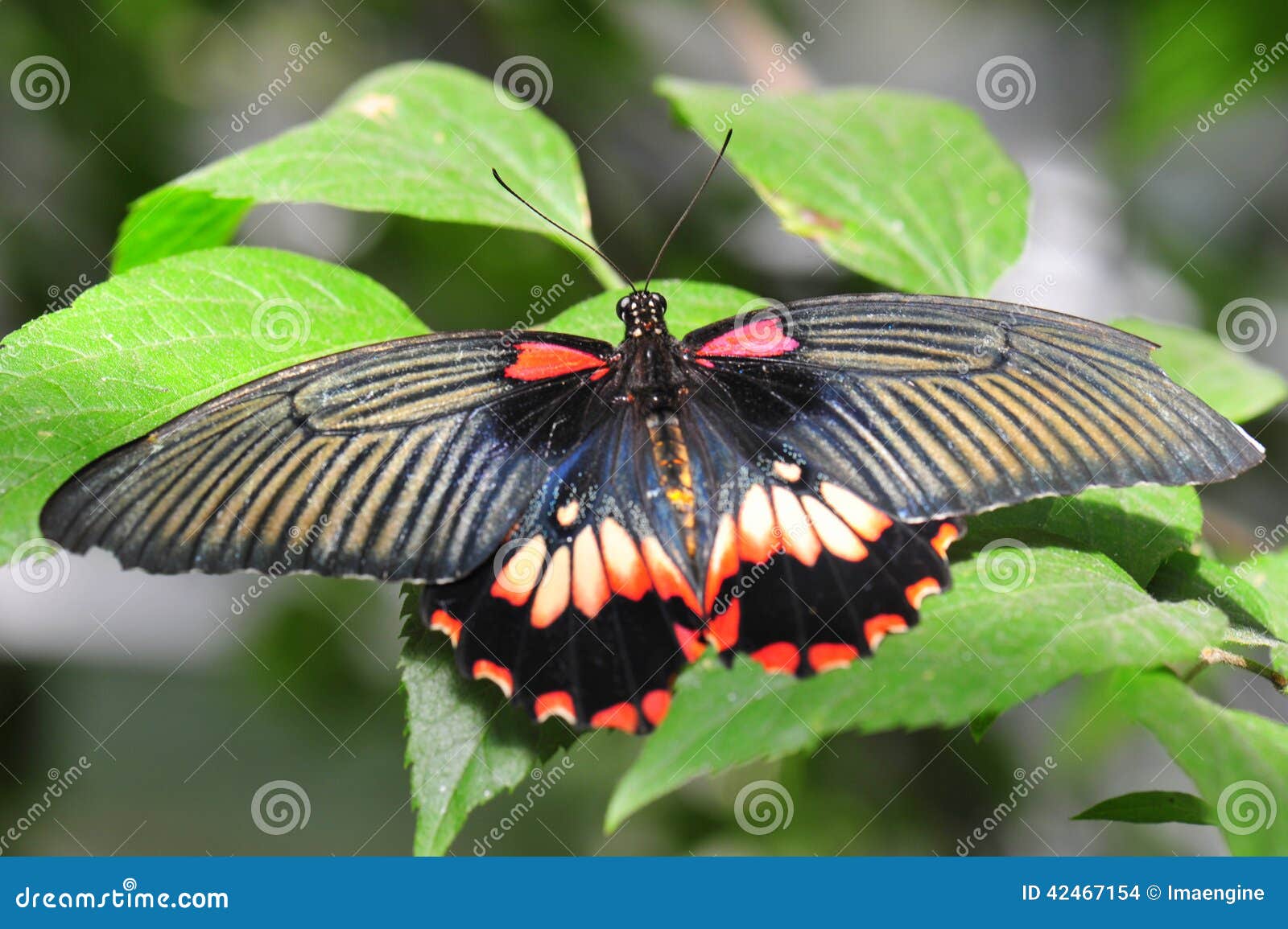 Butterfly Bright Coloration 9