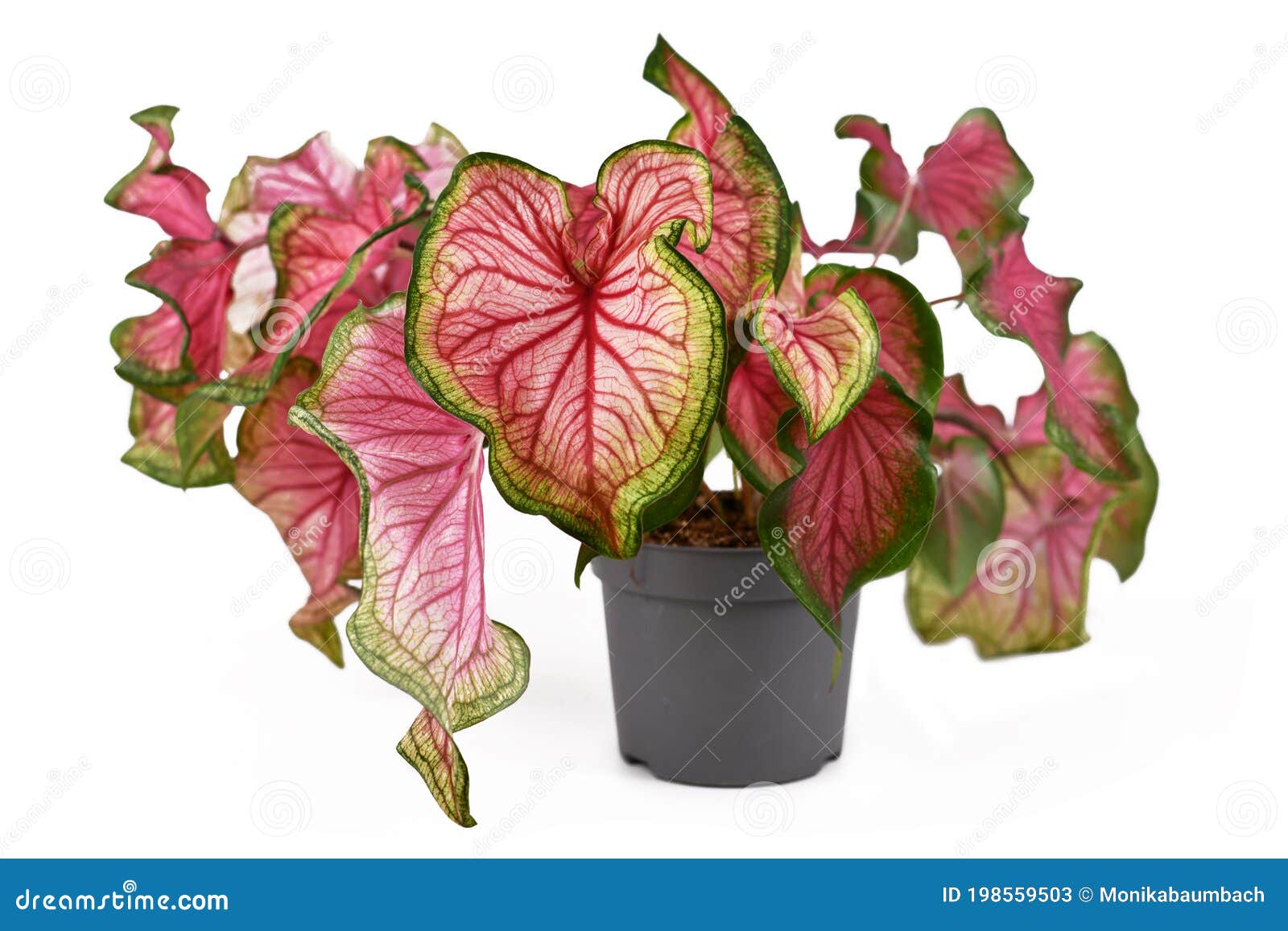 Exotic `Caladium Florida Sweetheart` Plant with Beautiful Pink and ...