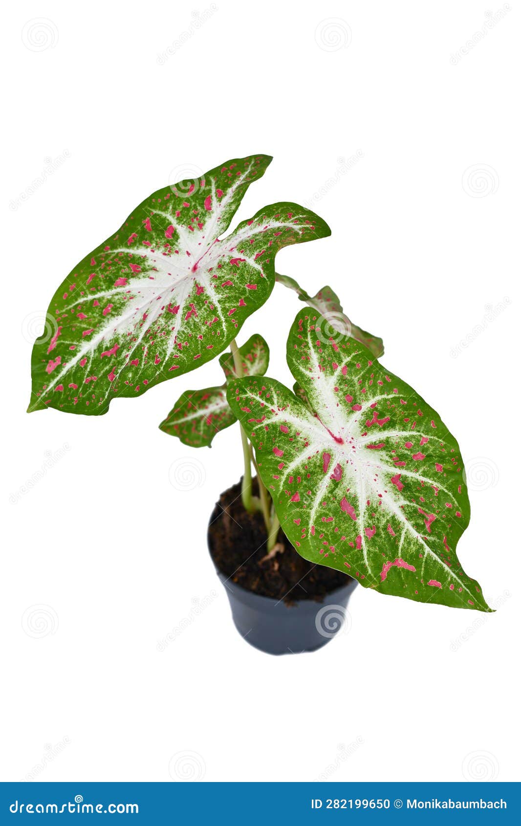Exotic Caladium Hearts Desire Houseplant with Bright Red Leaves in Pot ...