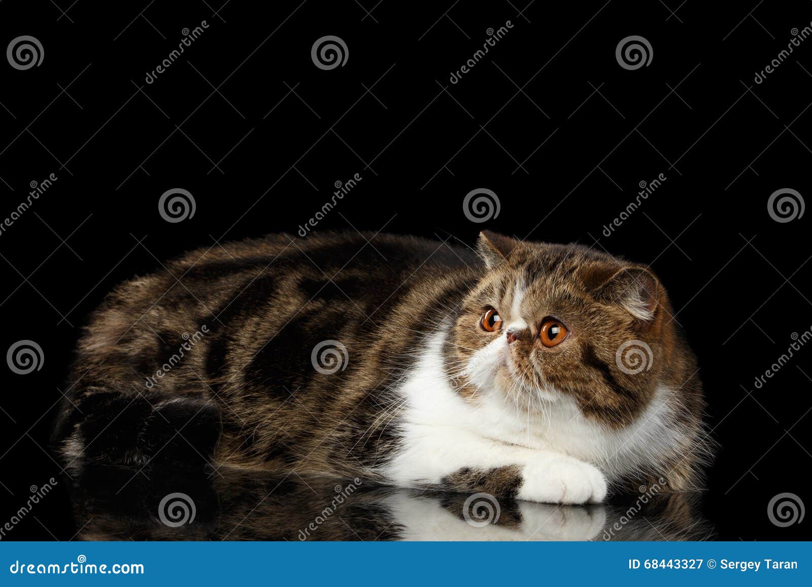 exotic cat lying on mirror and looking up  black