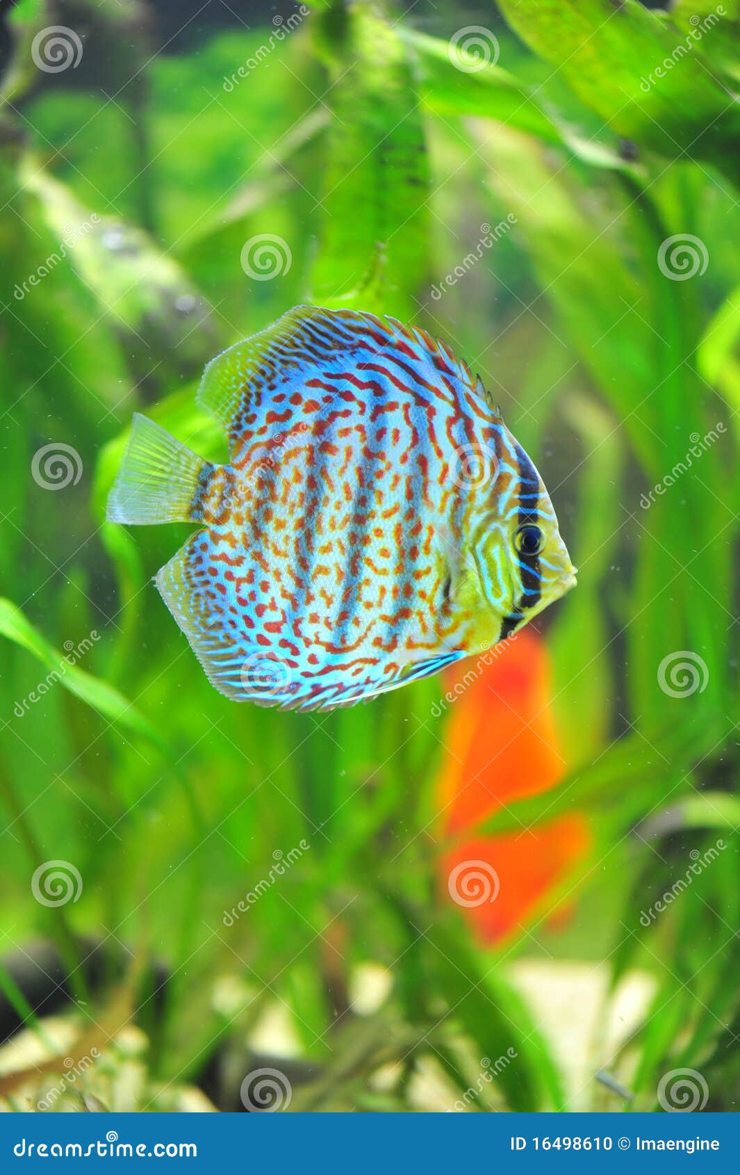 exotic discus fish