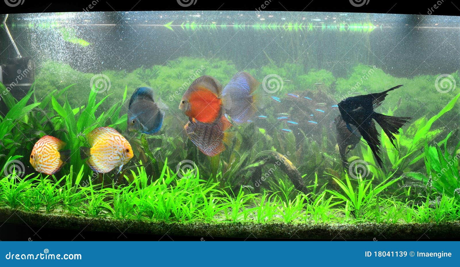 ondersteuning Betrouwbaar Met opzet 319 Amazonian Aquarium Stock Photos - Free & Royalty-Free Stock Photos from Dreamstime ondersteuning Betrouwbaar Met opzet 319 Amazonian Aquarium Stock Photos - Free & Royalty-Free Stock Photos from Dreamstime