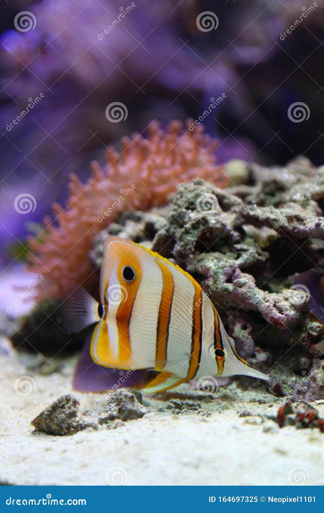 Exotic Fish at Vancouver Aquarium Editorial Image Image of beautiful