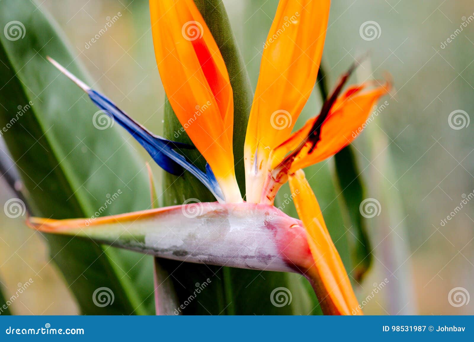 Exotic flower in a garden stock image. Image of orange 98531987