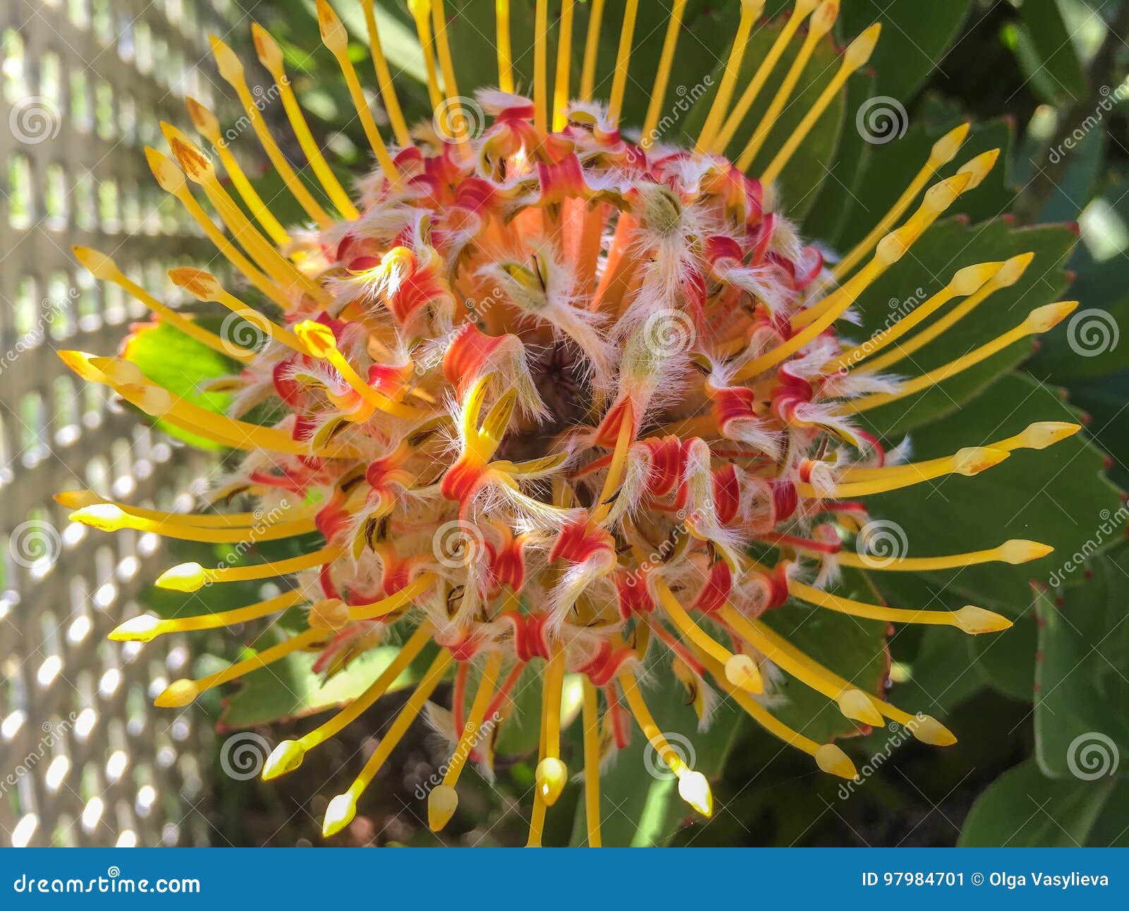 Exotic Flower, Half Moon Bay Stock Image Image of closeup, relaxation