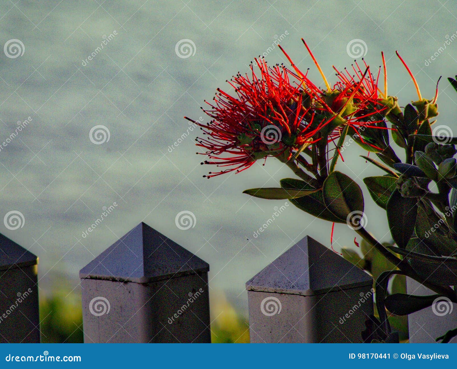 Exotic Flower, Half Moon Bay Stock Image Image of exotic, pond 98170441