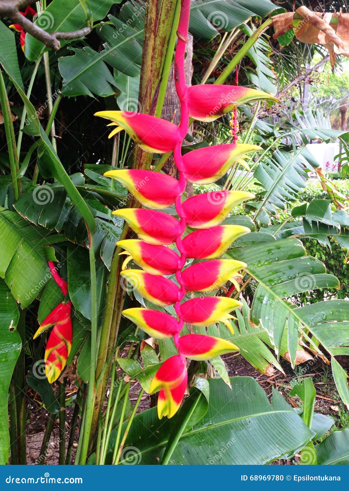 Exotic flower stock photo. Image of florida, plant, flower 68969780