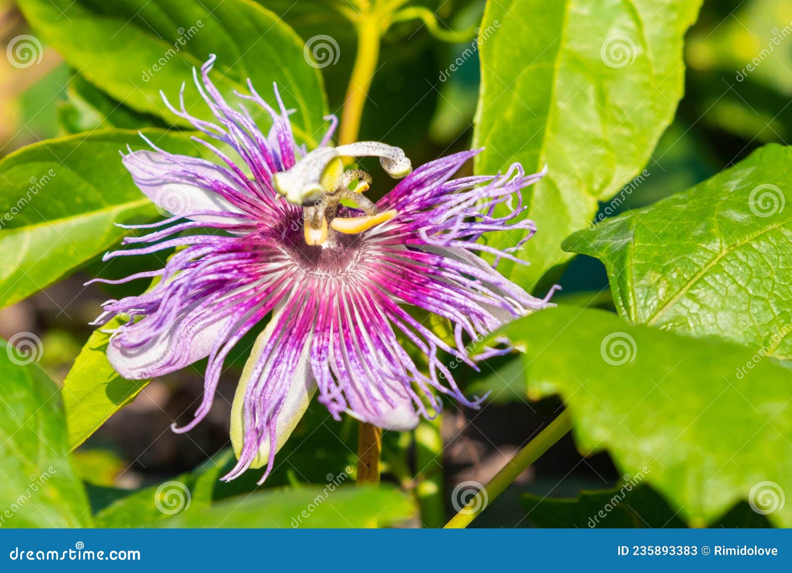 Exotic Flower of Passion Fruit in Blossom on the Tree Stock Image