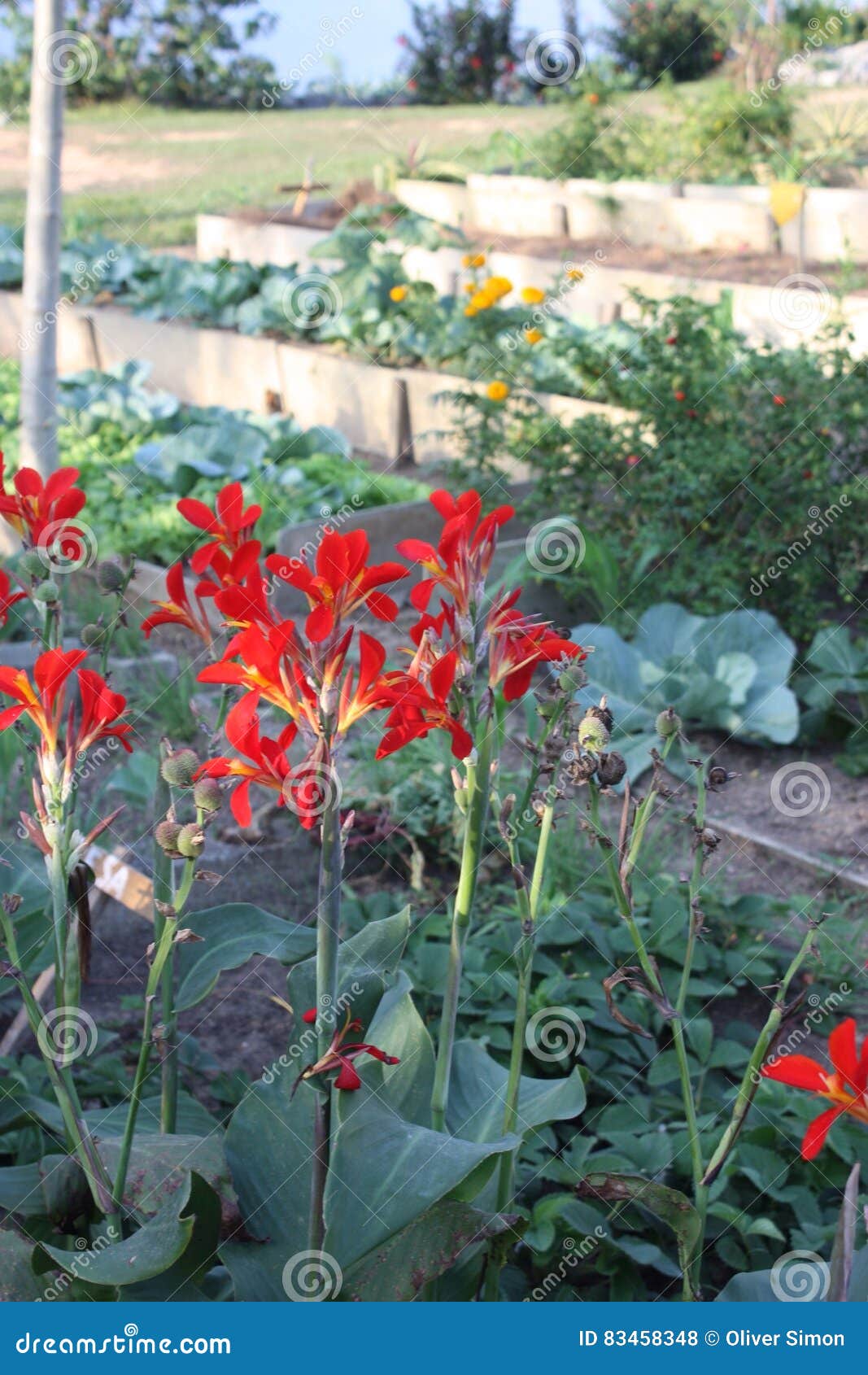 Exotic flowers from Cuba stock photo. Image of cuba, garden 83458348