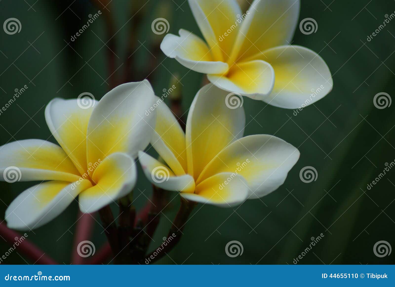 Exotic flowers in cyprus stock photo. Image of flowers 44655110