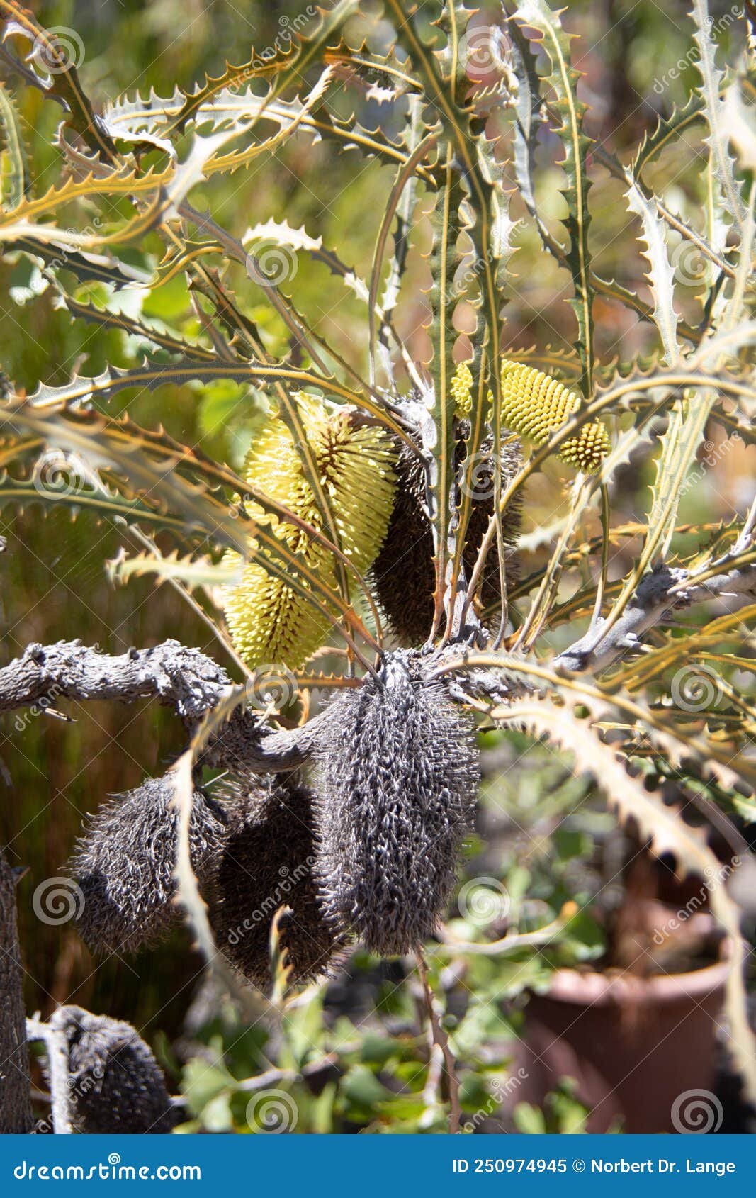 Exotic flowers stock image. Image of garden, growth 250974945