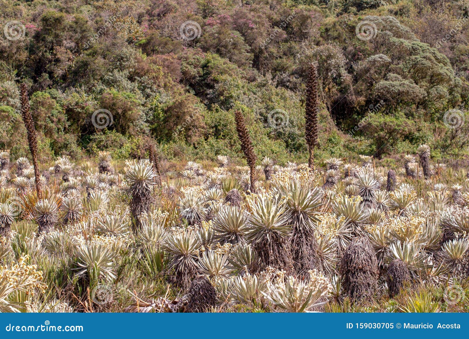 the exotic frailejon valley at the paramo of teatinos ii