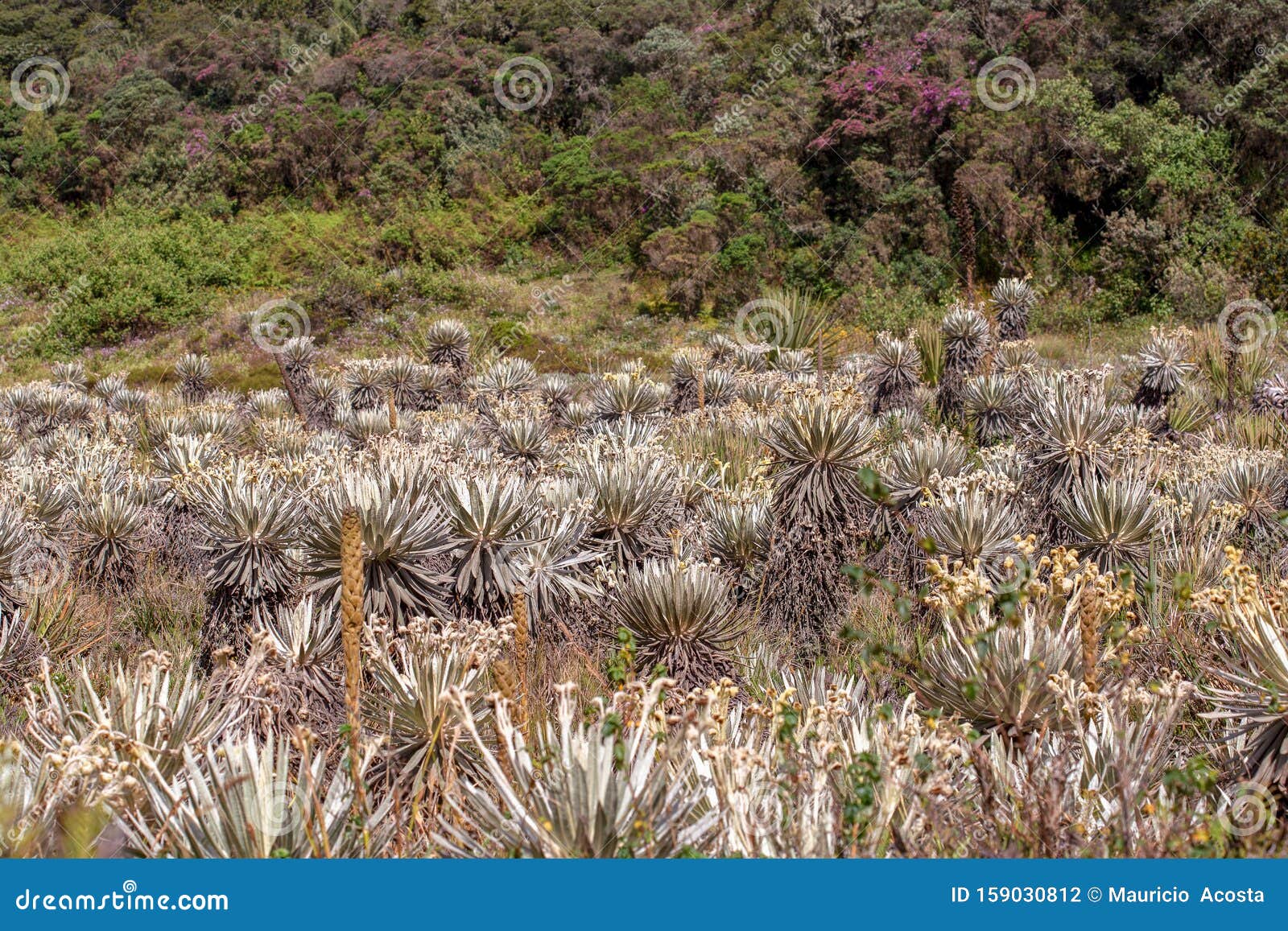 the exotic frailejon valley at the paramo of teatinos iii