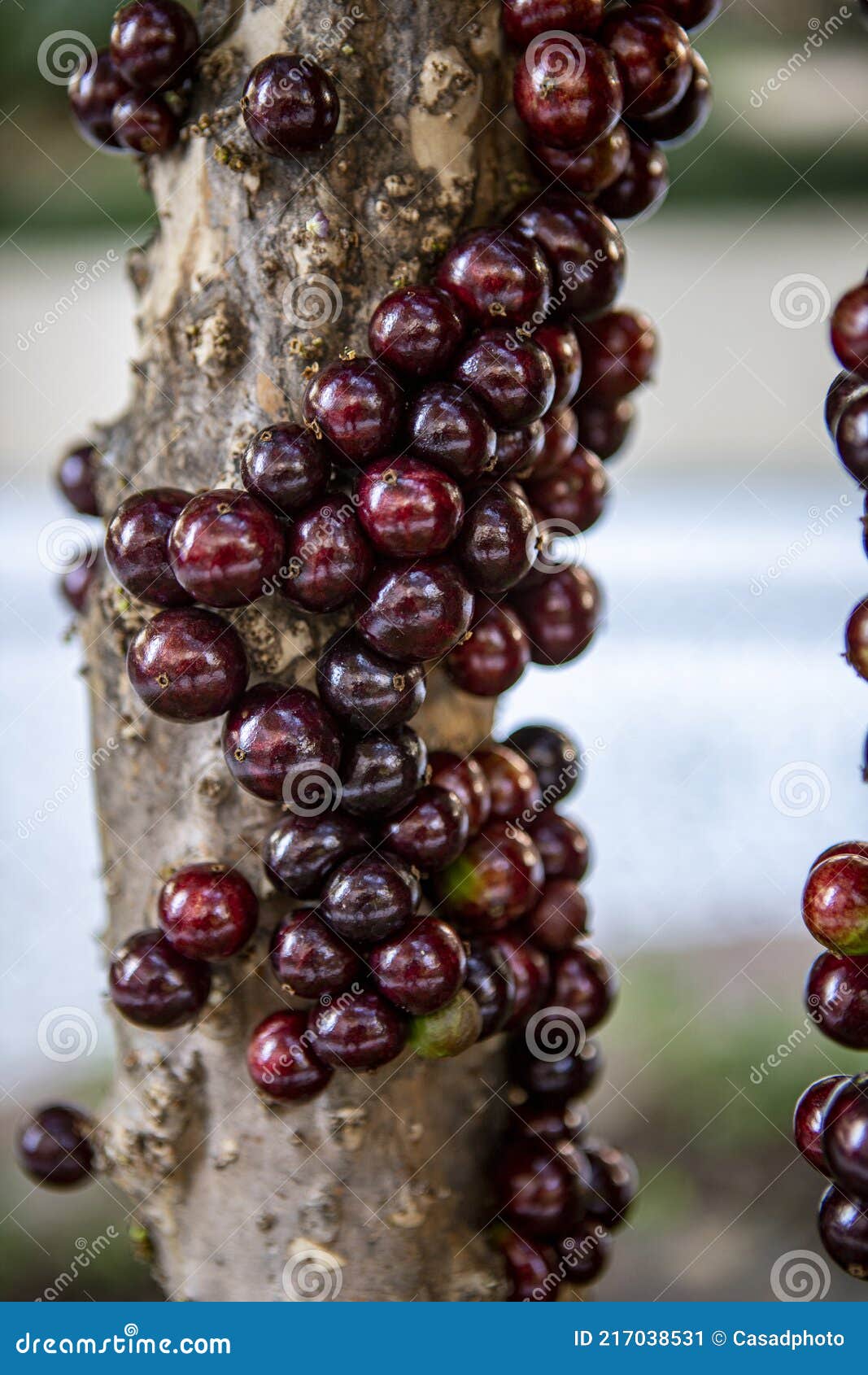 the exotic fruit of the jaboticaba growing on the tree trunk