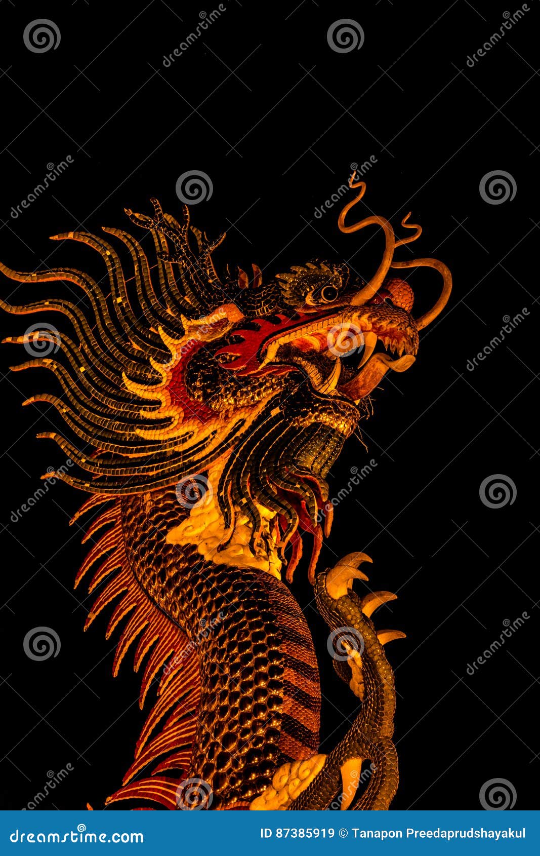 Exotic Gold Dragon on Black Sky Background Stock Image Image of