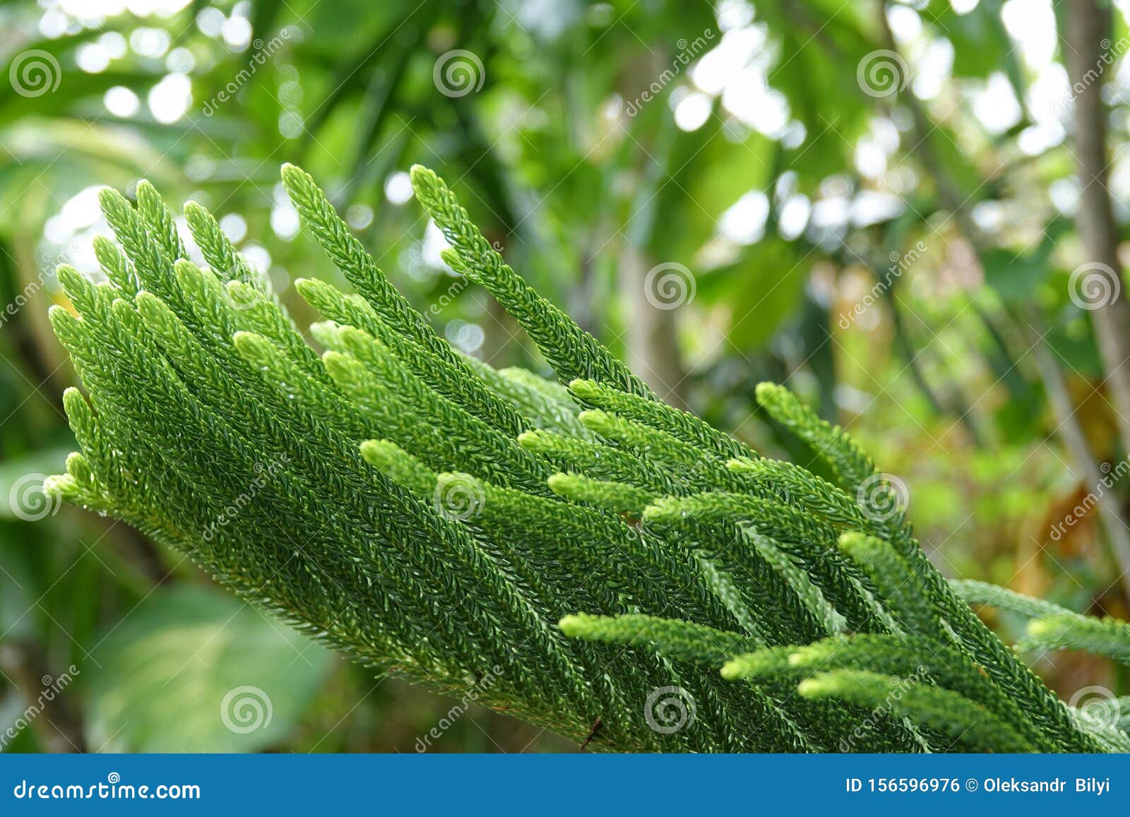 Fraser Fir - Grasshopper Gardens