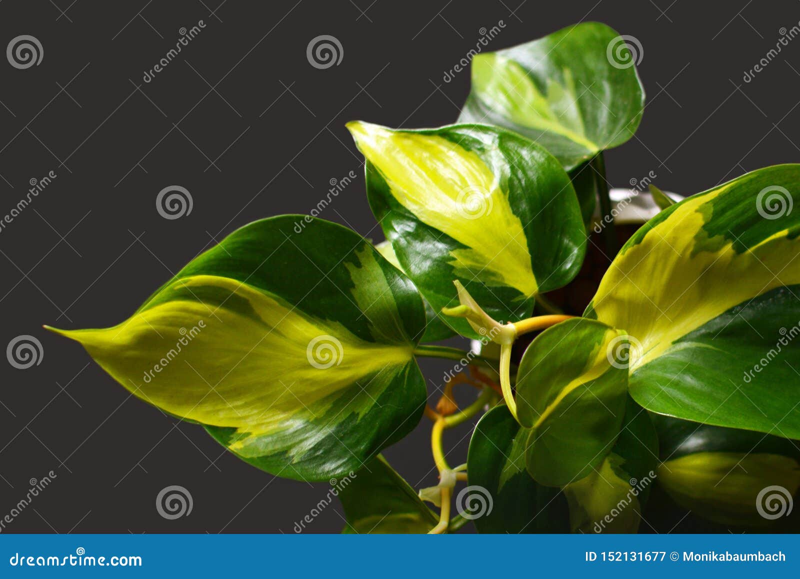 Nhìn vào chiếc ảnh Philodendron Scandens Brasil này, bạn sẽ cảm nhận được sự tinh tế và thanh lịch của loài cây này. Với những đường viền tối trên lá và những hoa trắng rực rỡ, chiếc cây này sẽ là một điểm nhấn tuyệt vời trong không gian của bạn.