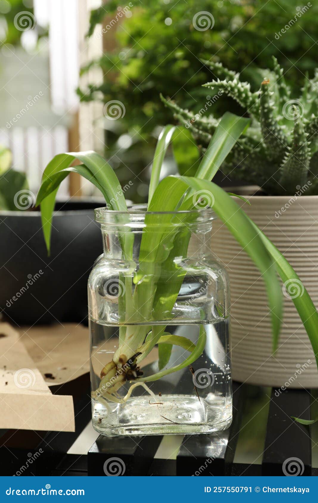 Exotic House Plant in Water on Table Stock Image Image of care