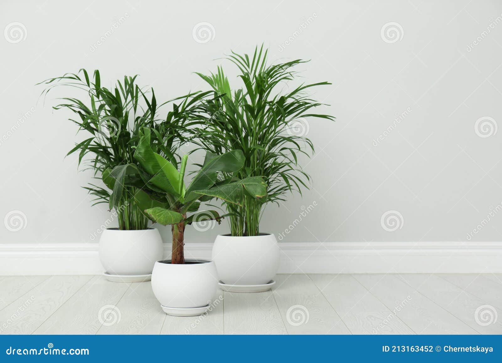 Exotic House Plants on Floor Near Grey Wall. Space for Text Stock Photo