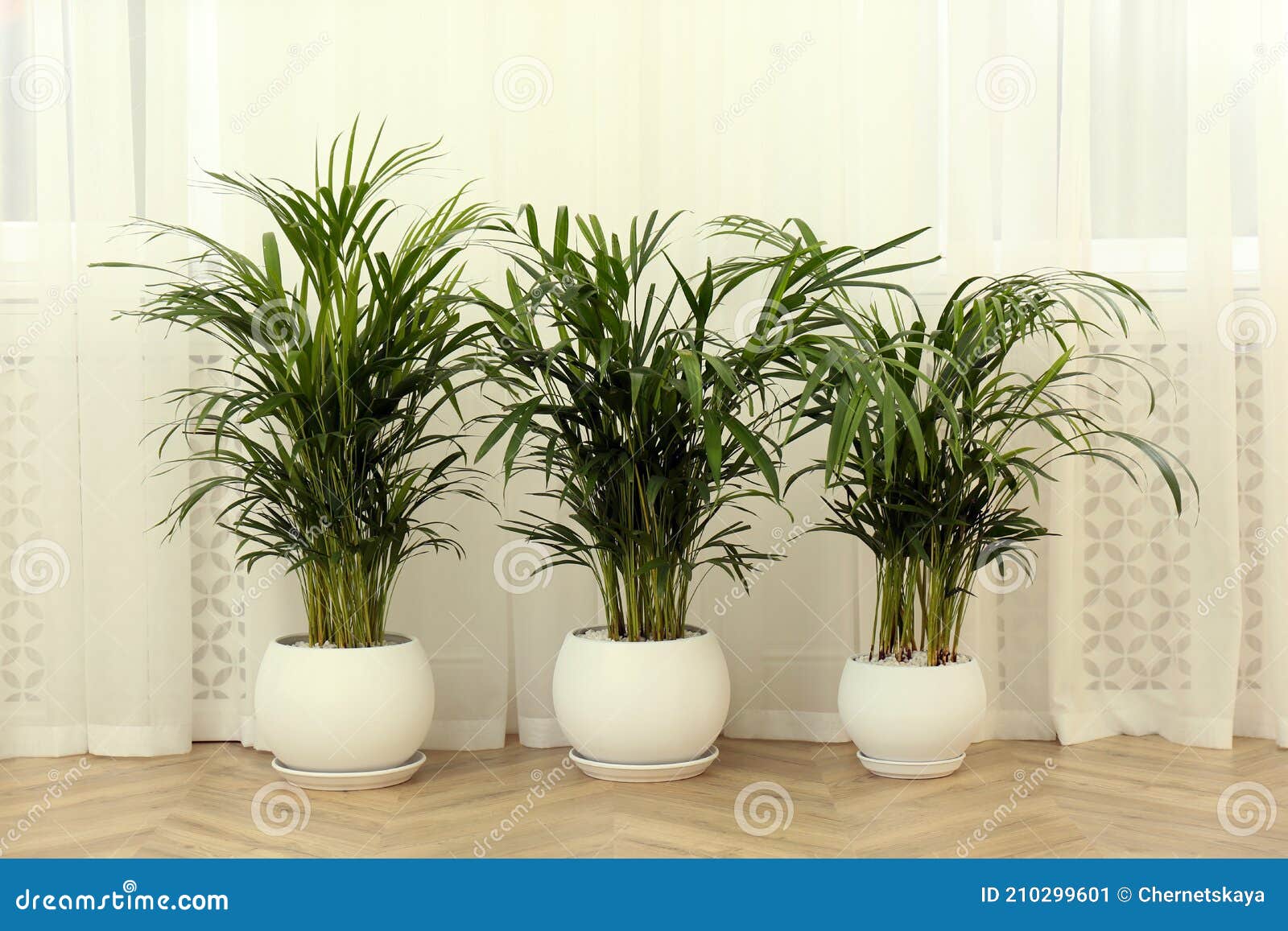 Exotic House Plants on Floor in Room Stock Image Image of nature