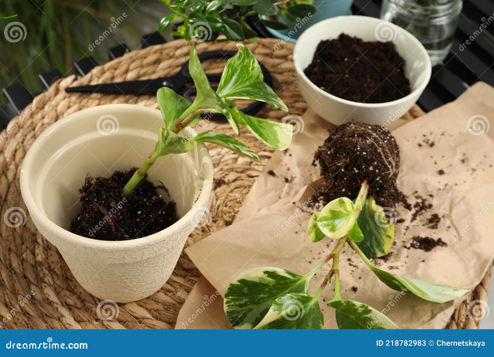 Exotic House Plants in Soil on Table Stock Image Image of garden