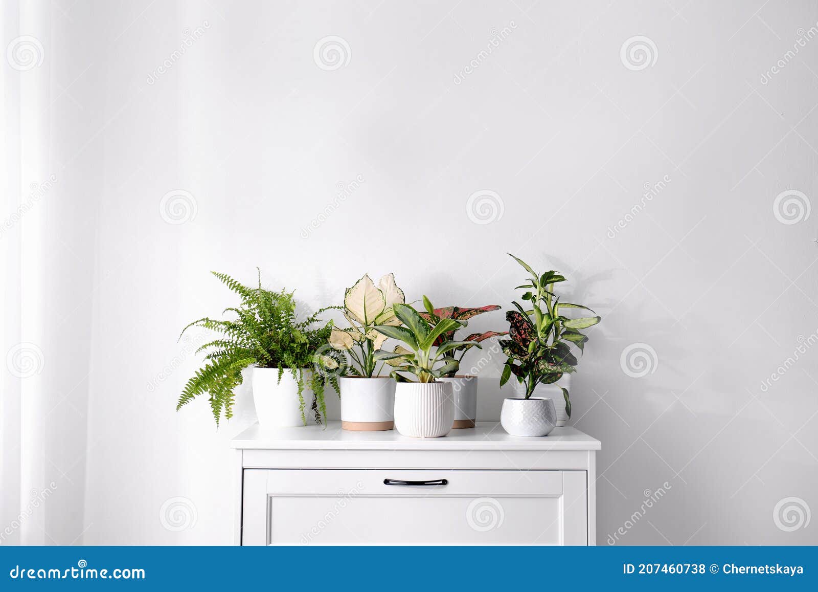 exotic houseplants with beautiful leaves on chest of drawers at home
