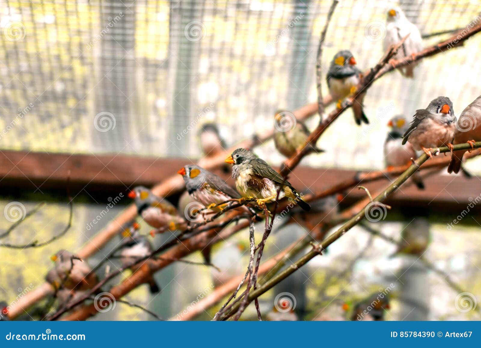 Exotic Image of a Flock of Small Birds in the Aviary Beautiful Stock