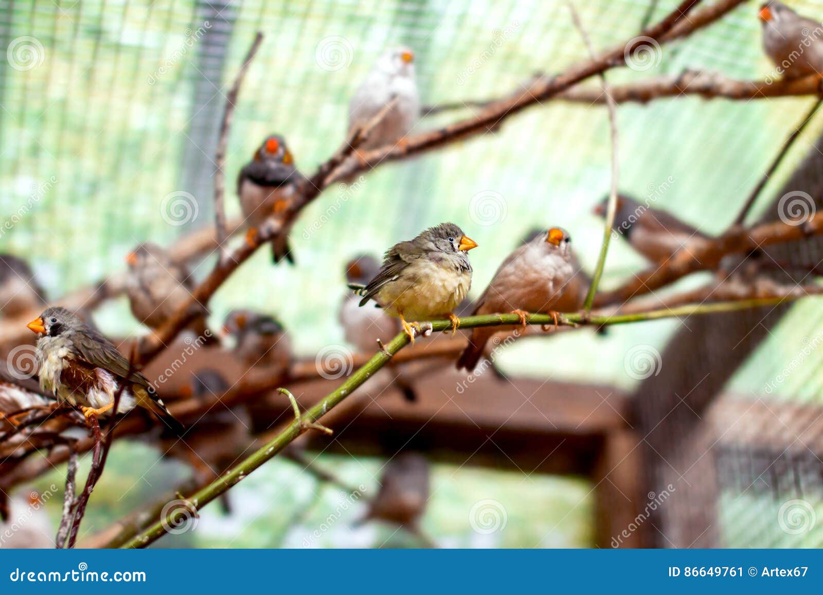 Exotic Image of a Flock of Small Birds in the Aviary Beautiful Stock