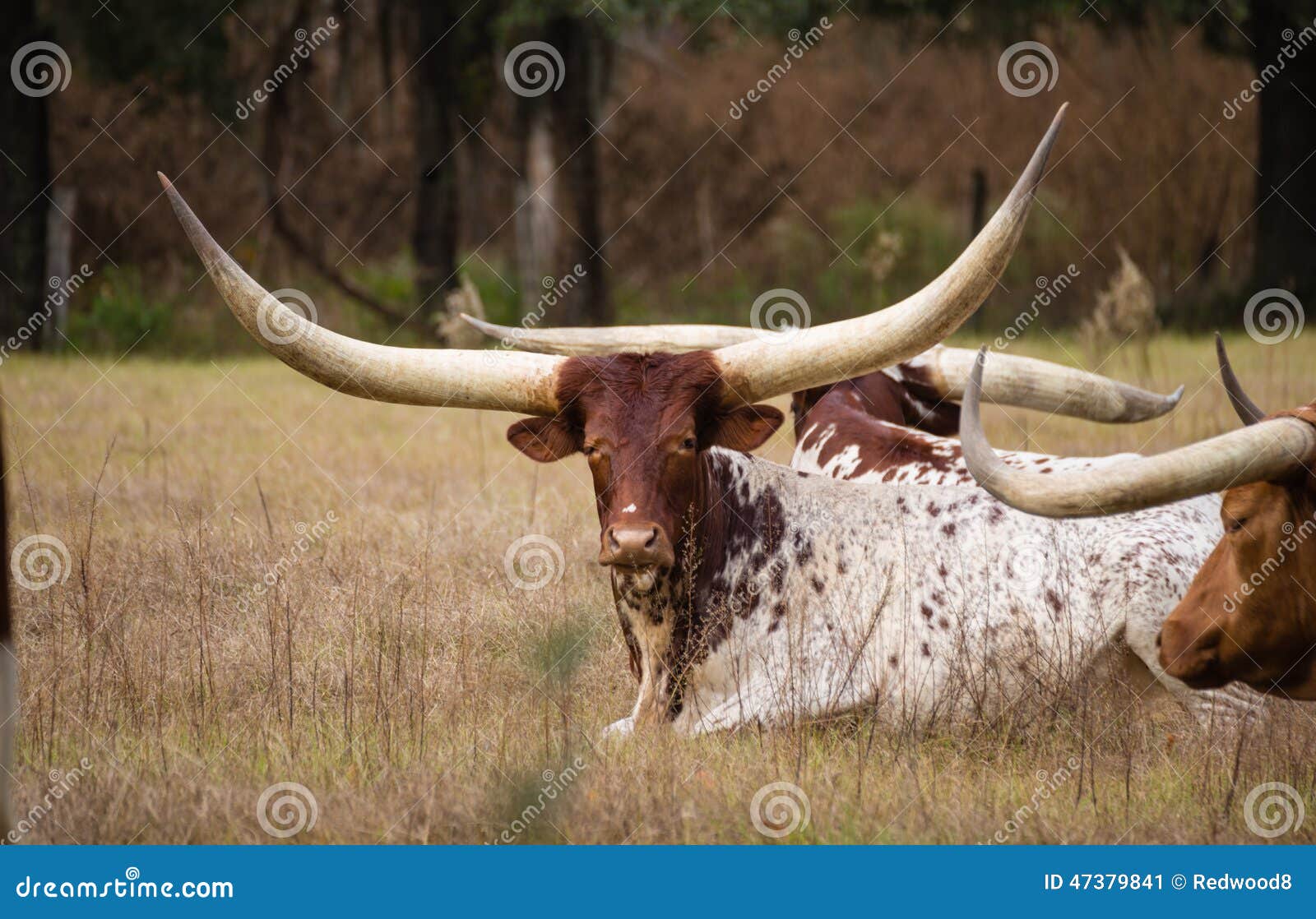 Exotic Long Horned Cattle stock image. Image of farm 47379841
