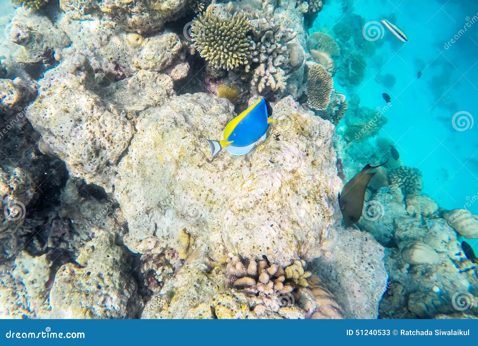 Exotic Marine Life Near Maldives Island Stock Image - Image of maldives ...