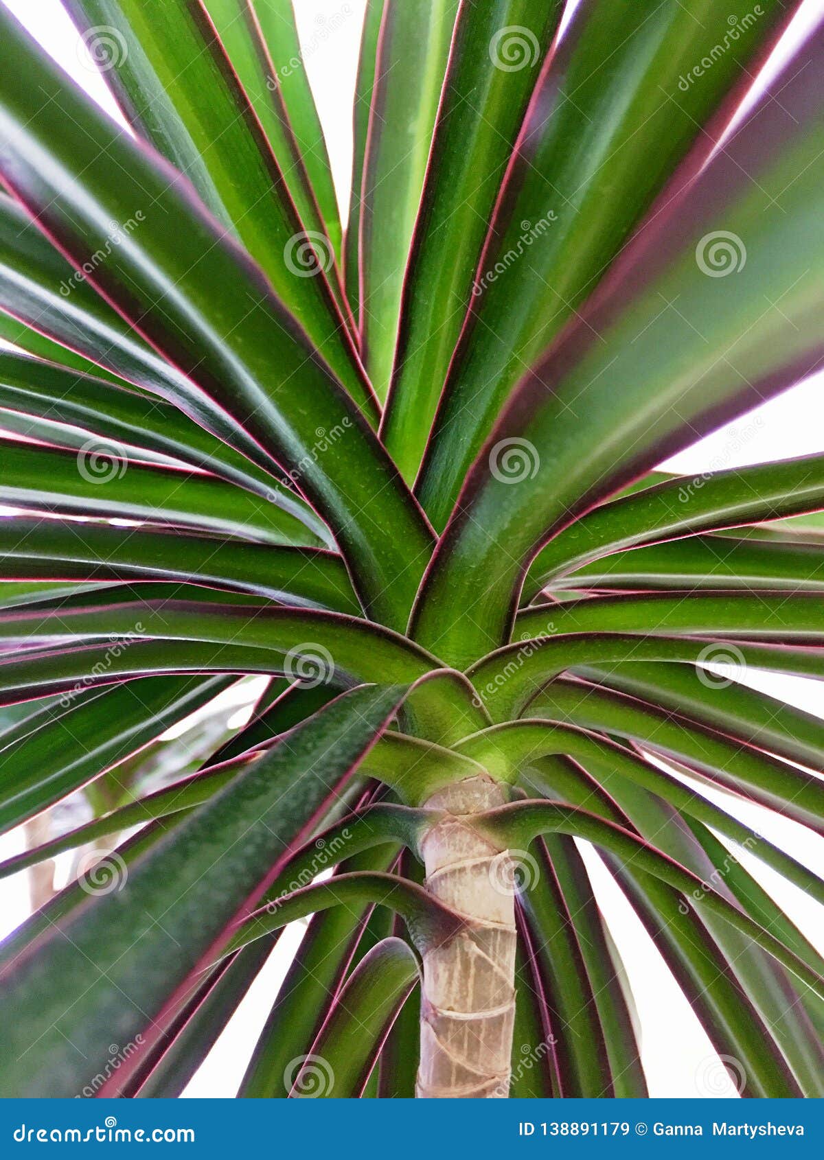 Indoor flowering palm trees