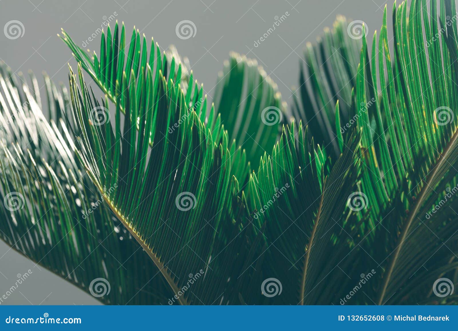 Exotic Palm Tree on a Grey Background Stock Photo - Image of plant