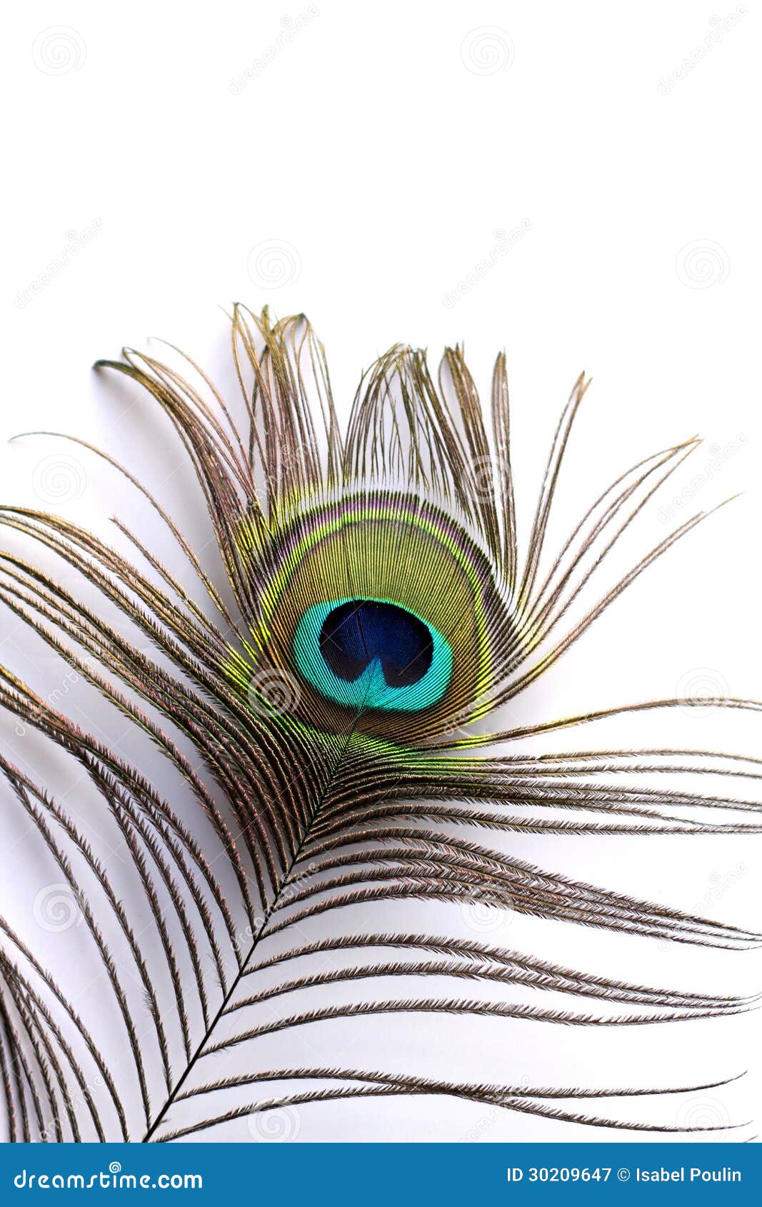 Peacock feather stock image. Image of color, detail, exotic - 30209647