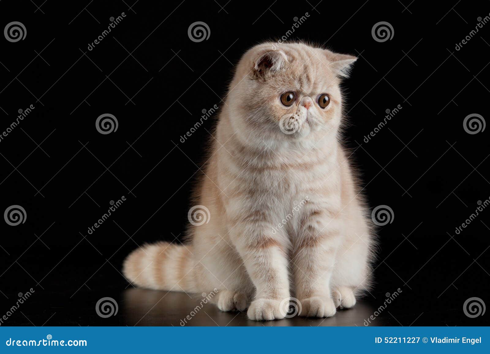 Exotic Persian Cat On Black Background Cat With Big Eyes Stock