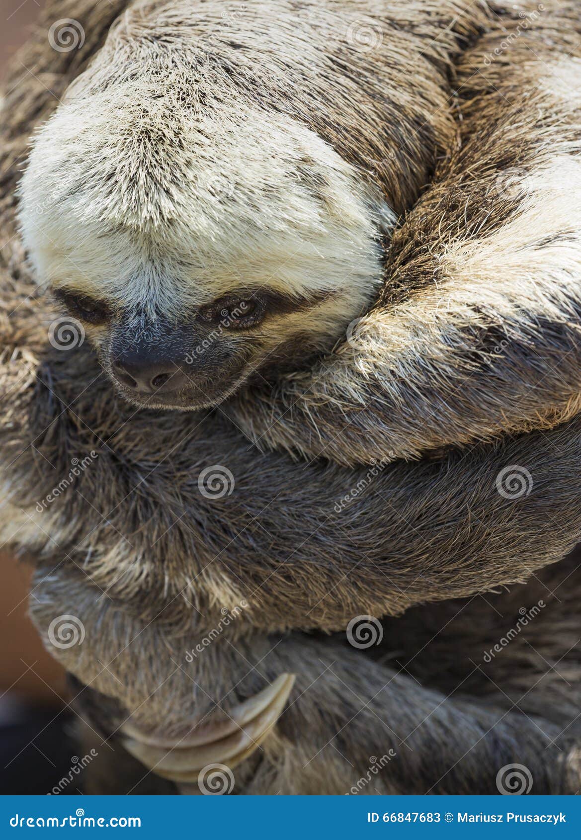 exotic pet, a pale-throated sloth (bradypus tridactylus)