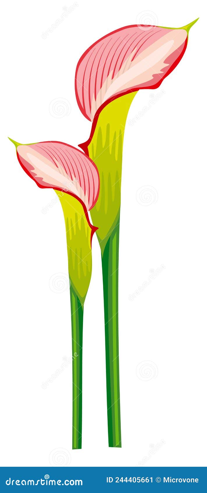 Realistic Lily Drawing, Realistic Lily Flower Sketch, Outline Realistic ...