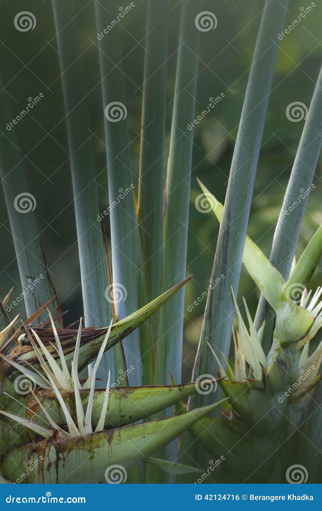 Exotic plant in Nepal stock photo. Image of jungle, nature 42124716