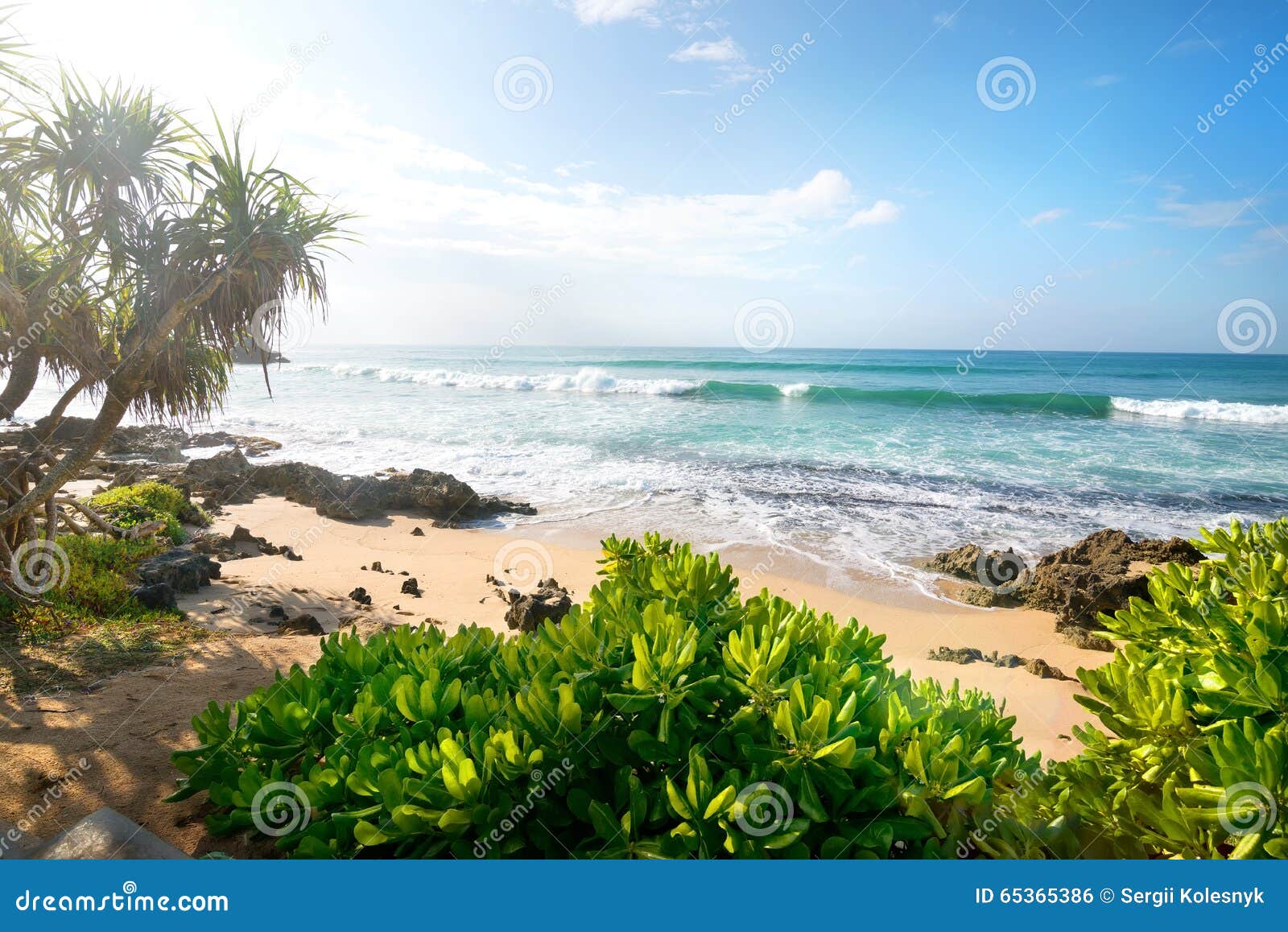 Exotic plants near ocean stock photo. Image of nature - 65365386